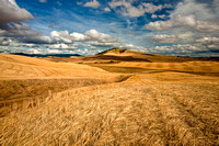 Wheat Harvest Palouse, WA