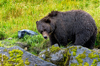Foraging Black Bear Alaska