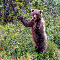 Grizzly Bear Denali National Park
