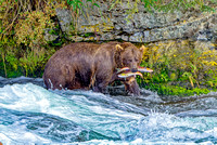 Experienced Fisher-bear Alaska