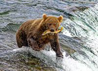 Salmon Fishing Brooks Falls Alaska
