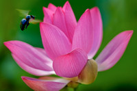 Pink Flower with Bee