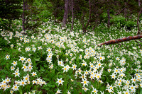 Forest and Avalanche Lillies Mt. Rainier Natl. Park