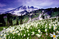 Mt. Rainier and Avalanche Lillies