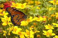 Butterfly in Field