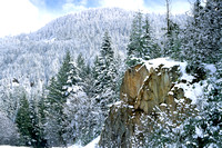 Snow-Clad Forest Wa