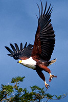African Fish Eagle In Flight.tif