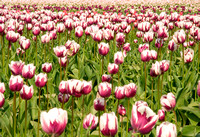 Tulip Fields, WA