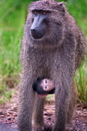 Baboon with Infant.tif