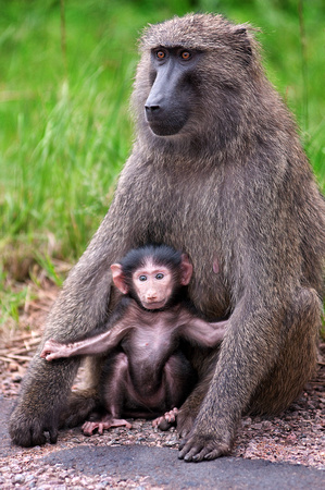Baboon with Baby .tif