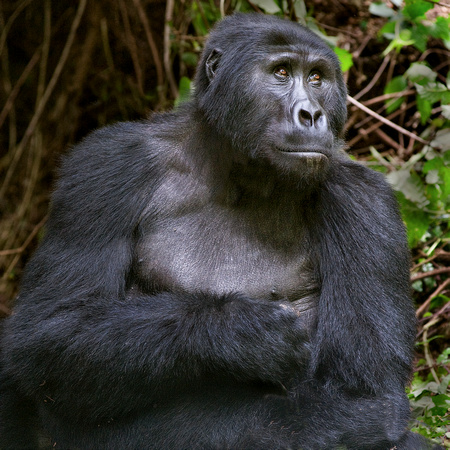 Bwindi Mountain Gorilla Uganda.tif