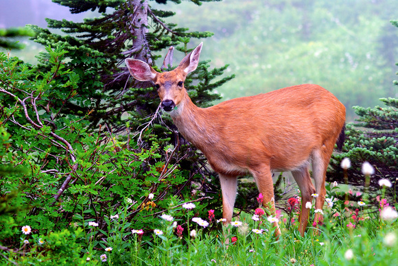 Black Tail Deer at Mt. Raininer WA