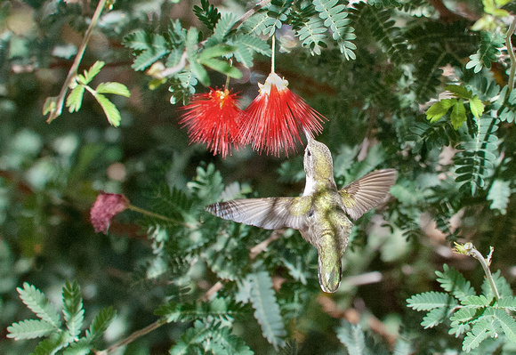 Arizona Hummingbird