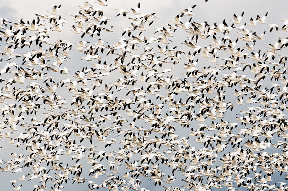 Snowgeese