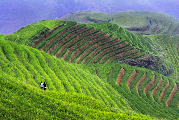 Longsheng Rice Fields 2 China