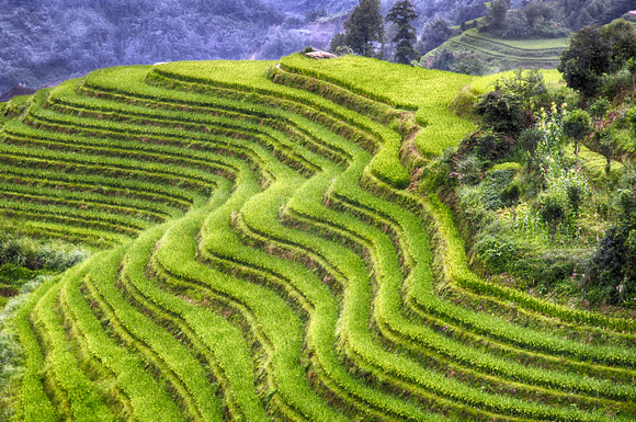 Longsheng  Rice Fields 3 China