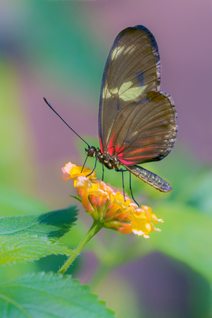 Butterfly Profile