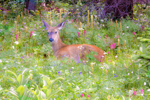 Deer in Meadow Mt. Rainier National Park