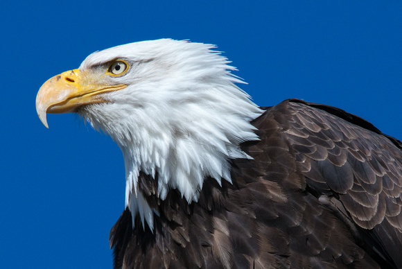 Eagle Portriat