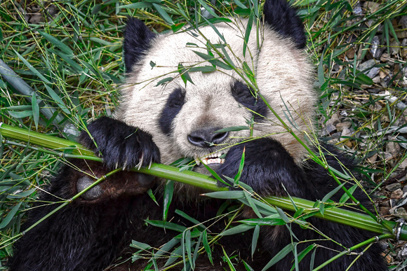 Panda Yunnan China