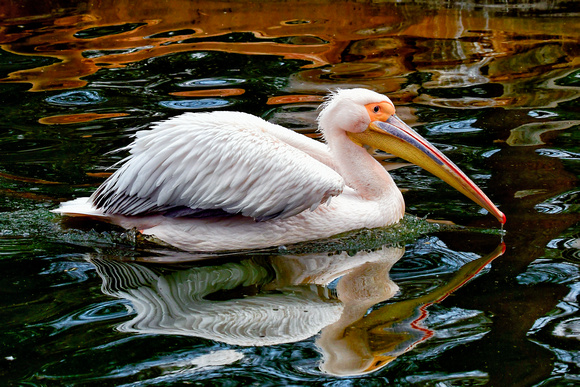 White Pelican Yunnan China  Portriat