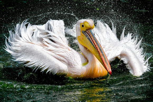 White Pelican Yunnan China