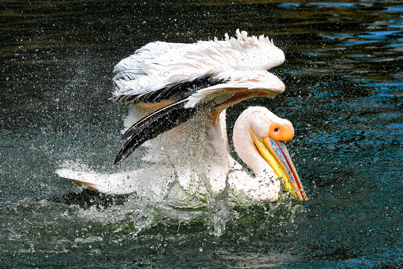 White Pelican Yunnan China2