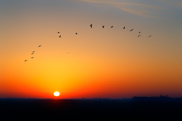 Sandhill Cranes at Sunrise
