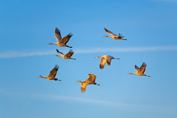 Sand Hill Cranes  Migration Kearny, Nebraska
