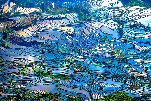 Yunnan China Rice Fields 13