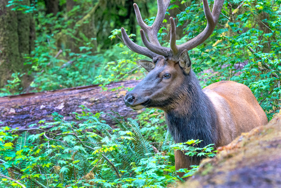 Bull Elk Ho Rain Forrest, WA