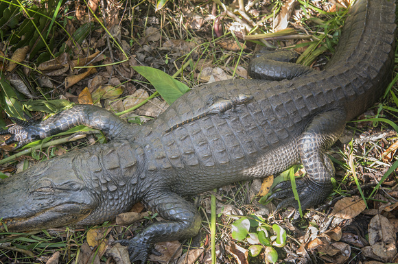 Mother and Baby Crocodile Florida Everglades