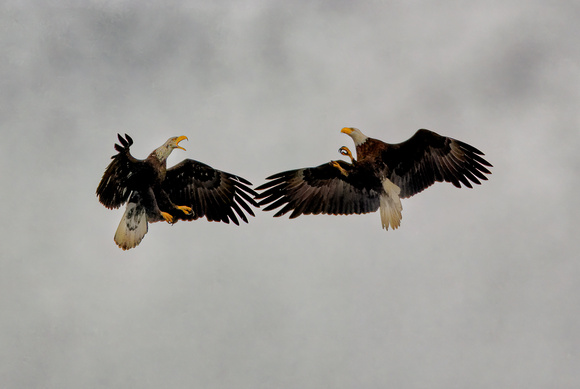Clashing Eagles 2