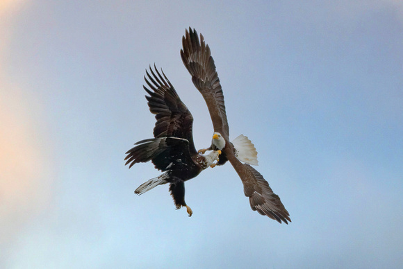 Clashing Eagles 3
