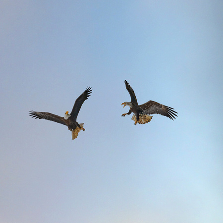 Clashing Eagles