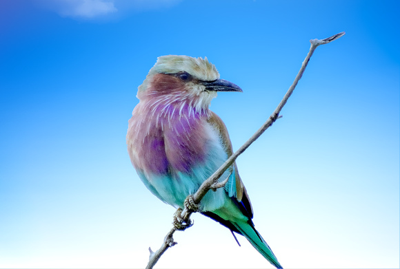 Purple Roller South Africa