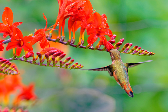 Backyhard Hummingbird