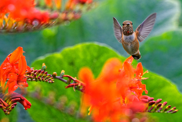 Backyard Hummingbird 2