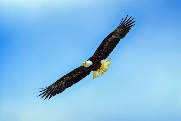 Skagit Valley Eagle in  Flight