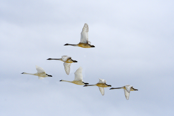 Swans In Formation