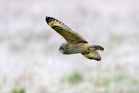 Short Ear Owl Fly By