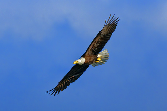 American Bald Eagle Over Seabeck, WA