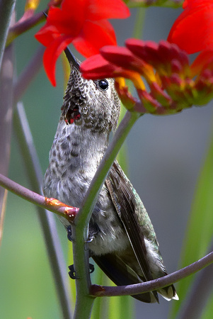 Anna's Hummingbird 5