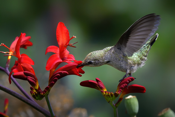 Anna's Hummingbird 4