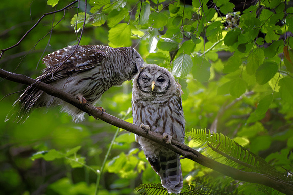 Juvenile Barred Owls