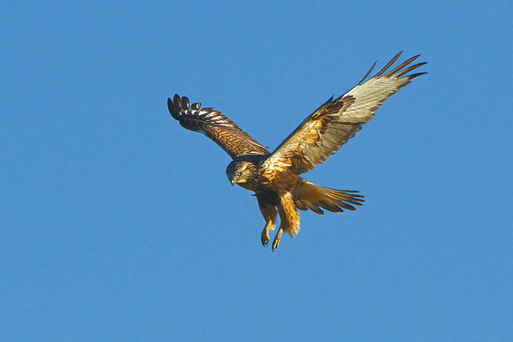 Rough-leged Falcon