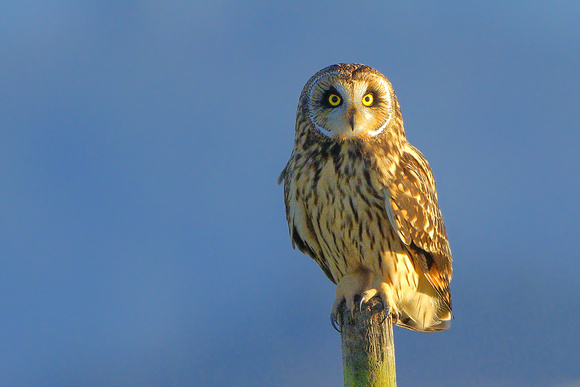 Short Ear Owl Perched