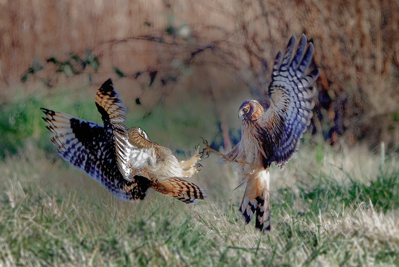 Short Ear Owl and Harrier Hawk Sparring
