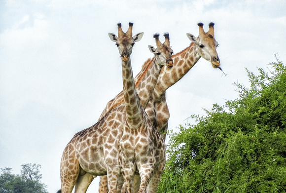 3 headed giraffe South Africa