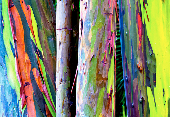 Rainbow Eucalyptus Trees Hawaii